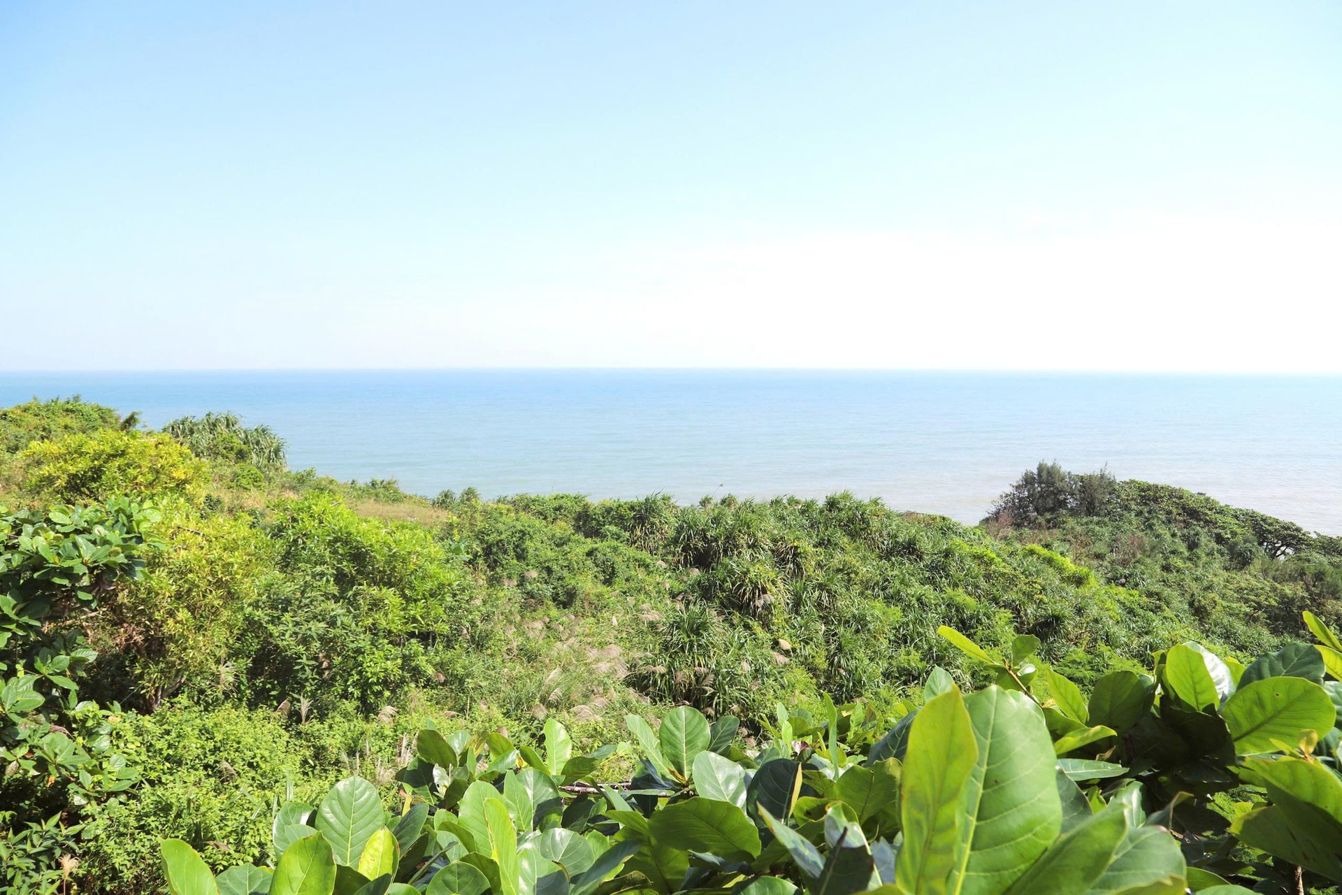 Chim hoang dã mắc kẹt trong ma trận bẫy giữa lưng chừng trời- Ảnh 1.