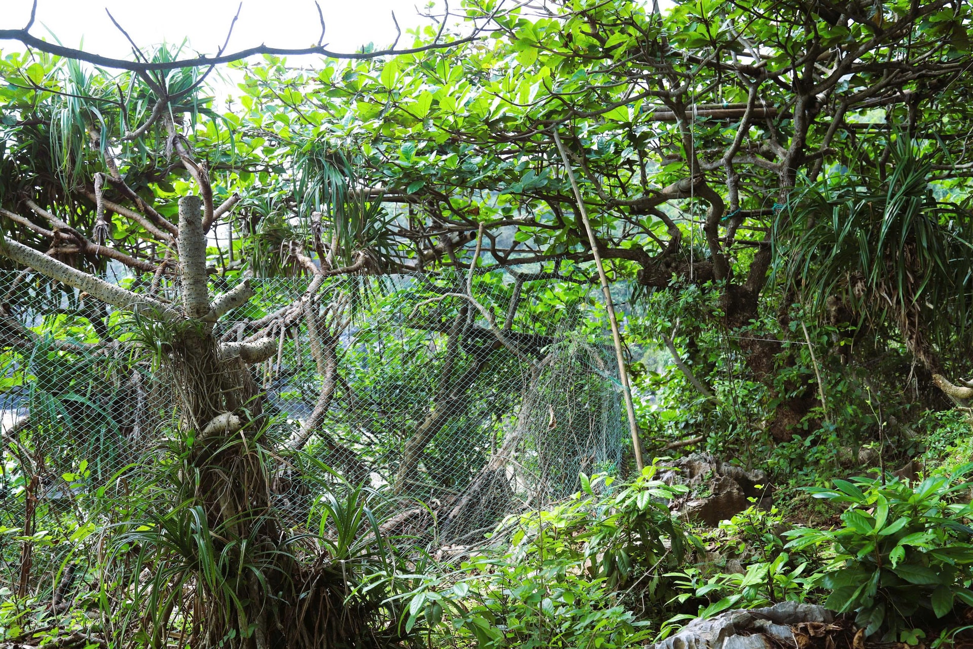 Chim hoang dã mắc kẹt trong ma trận bẫy giữa lưng chừng trời- Ảnh 6.