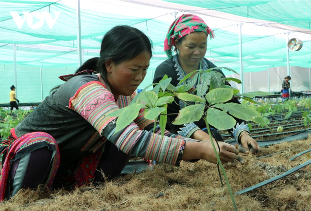 Bản địa hóa dược liệu: Giải pháp kết hợp Y học cổ truyền và hiện đại từ nguồn tài nguyên bản địa- Ảnh 2. Bản địa hóa dược liệu: Giải pháp kết hợp Y học cổ truyền và hiện đại từ nguồn tài nguyên bản địa- Ảnh 2.