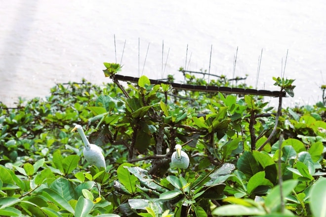 Chim hoang dã mắc kẹt trong ma trận bẫy giữa lưng chừng trời- Ảnh 4.