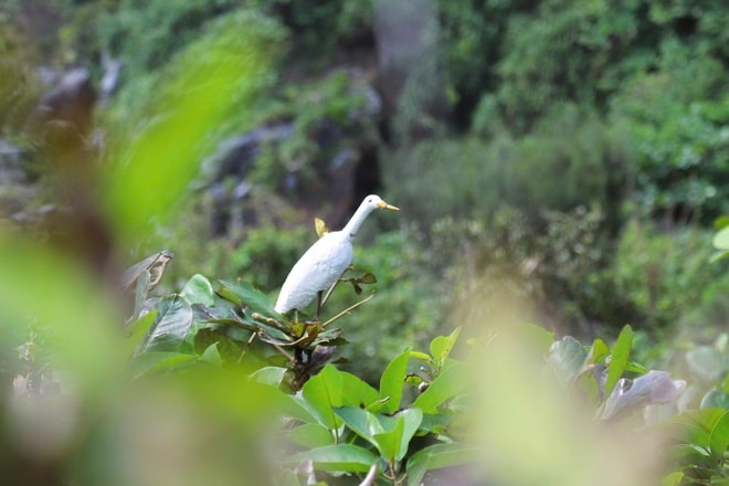 Chim hoang dã mắc kẹt trong ma trận bẫy giữa lưng chừng trời- Ảnh 15.
