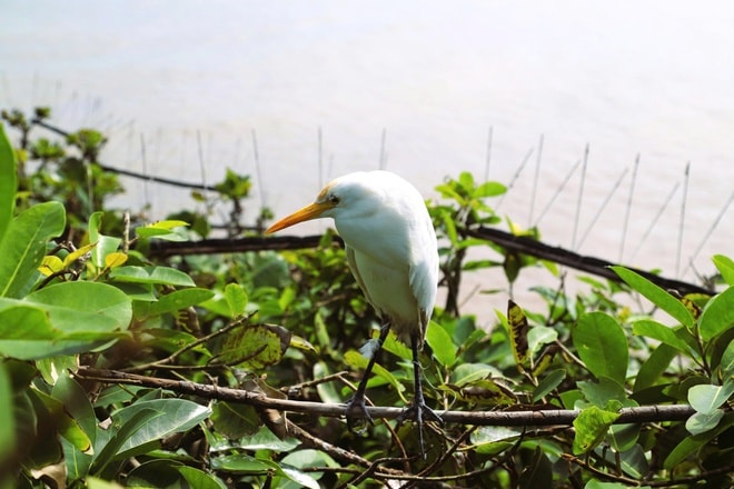 Chim hoang dã mắc kẹt trong ma trận bẫy giữa lưng chừng trời- Ảnh 17.