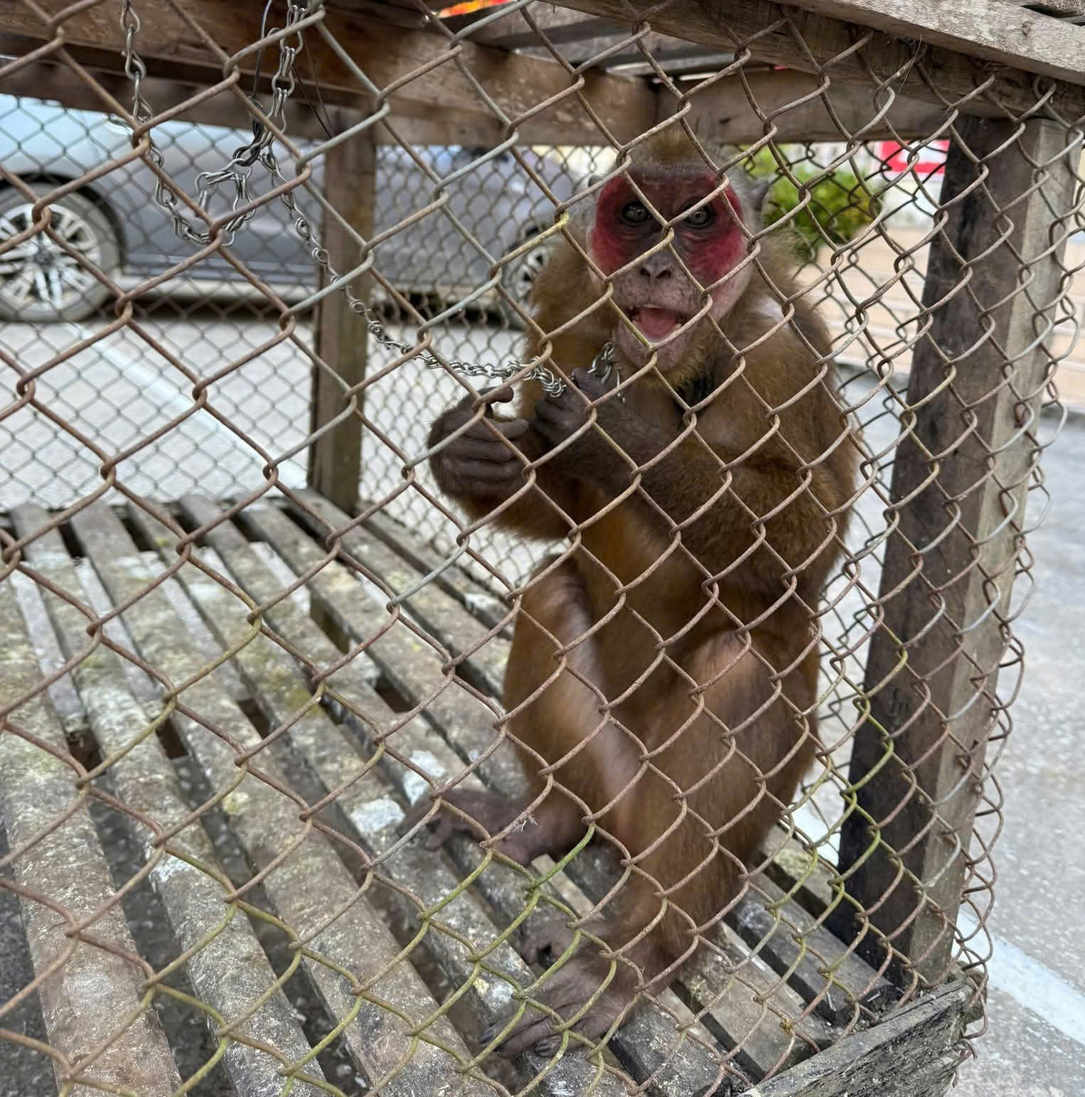 Người dân giao nộp khỉ mặt đỏ, khỉ mốc quý hiếm về rừng- Ảnh 2.