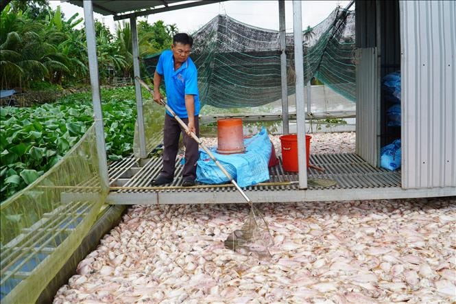 Nguyên nhân ban đầu khiến hàng chục tấn cá chết bất thường ở Cần Thơ- Ảnh 3.
