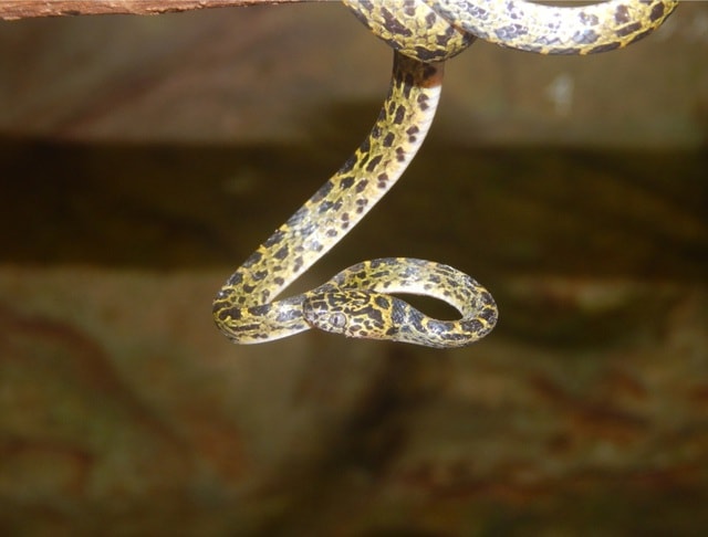 Phát hiện nhiều loài động vật quý hiếm tại Thanh Hóa- Ảnh 3. Phát hiện nhiều loài động vật quý hiếm tại Thanh Hóa- Ảnh 3.