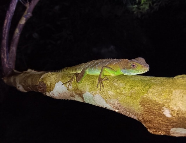 Phát hiện nhiều loài động vật quý hiếm tại Thanh Hóa- Ảnh 2. Phát hiện nhiều loài động vật quý hiếm tại Thanh Hóa- Ảnh 2.