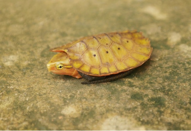 Phát hiện nhiều loài động vật quý hiếm tại Thanh Hóa- Ảnh 4. Phát hiện nhiều loài động vật quý hiếm tại Thanh Hóa- Ảnh 4.