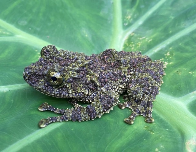 Phát hiện nhiều loài động vật quý hiếm tại Thanh Hóa- Ảnh 1. Phát hiện nhiều loài động vật quý hiếm tại Thanh Hóa- Ảnh 1.