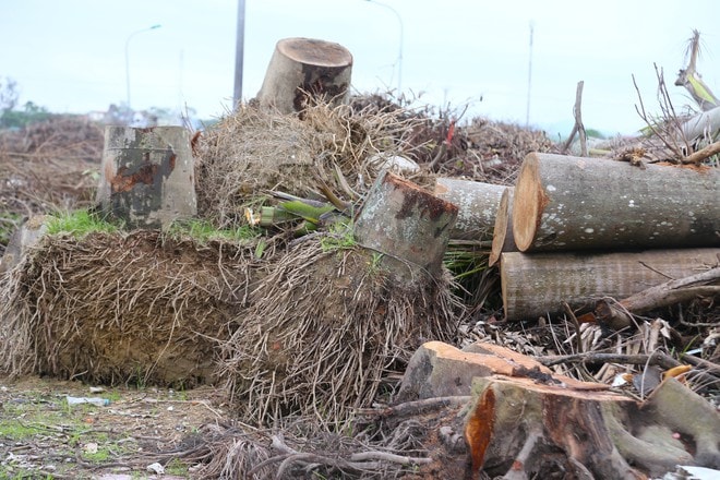 Nghệ An: Rác chất thành núi gây ô nhiễm- Ảnh 5.