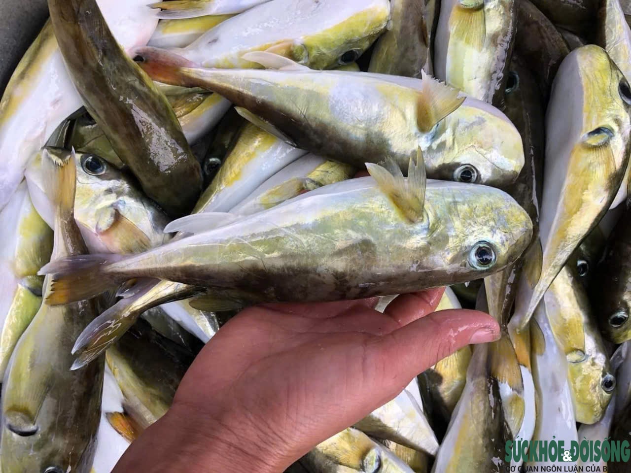 Bất chấp cảnh báo, người dân ven biển vẫn bày bán tràn lan loại cá chứa độc tố cực mạnh- Ảnh 1.