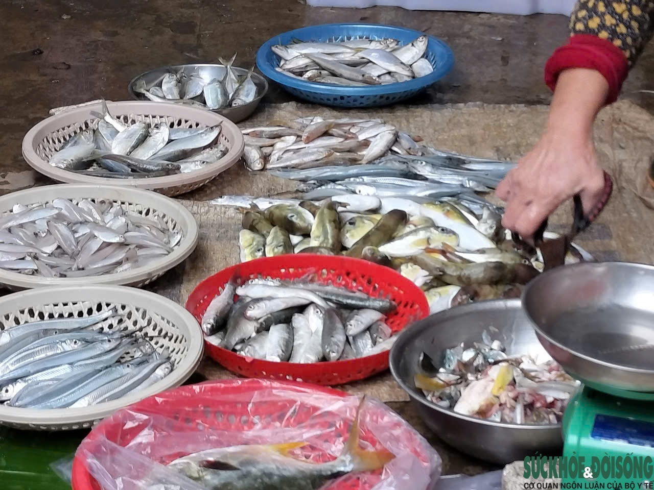 Bất chấp cảnh báo, người dân ven biển vẫn bày bán tràn lan loại cá chứa độc tố cực mạnh- Ảnh 4.