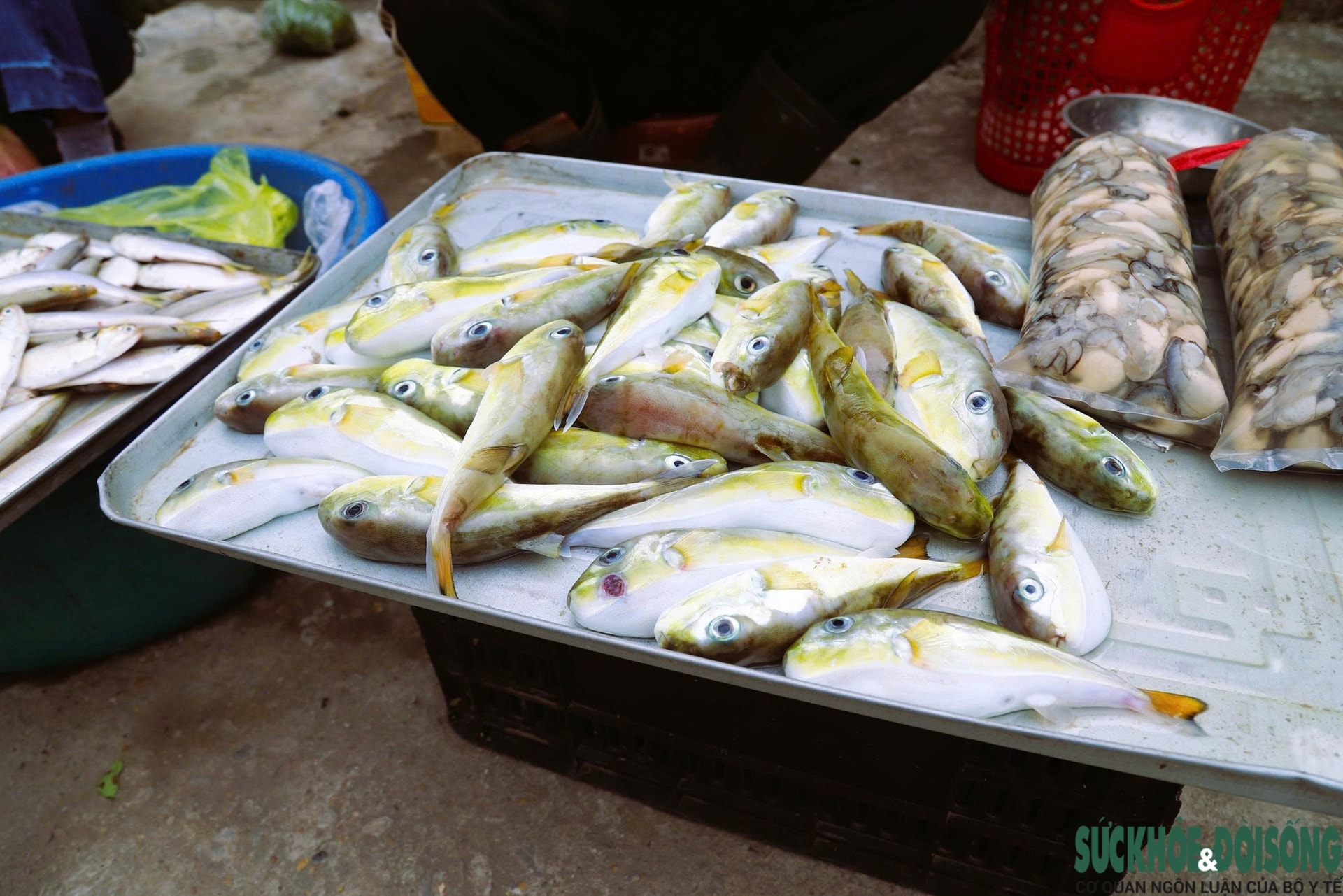 Bất chấp cảnh báo, người dân ven biển vẫn bày bán tràn lan loại cá chứa độc tố cực mạnh- Ảnh 5.