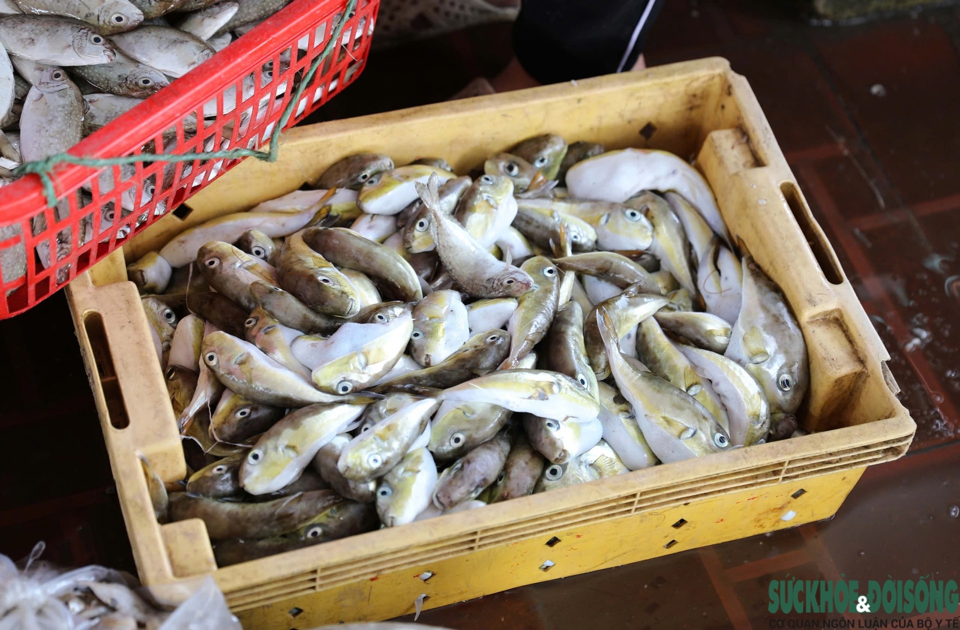 Bất chấp cảnh báo, người dân ven biển vẫn bày bán tràn lan loại cá chứa độc tố cực mạnh- Ảnh 6.