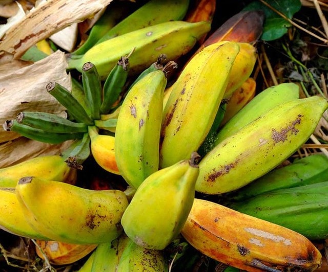 Cách sử dụng chuối hột làm giảm axit uric- Ảnh 1. Cách sử dụng chuối hột làm giảm axit uric- Ảnh 1.