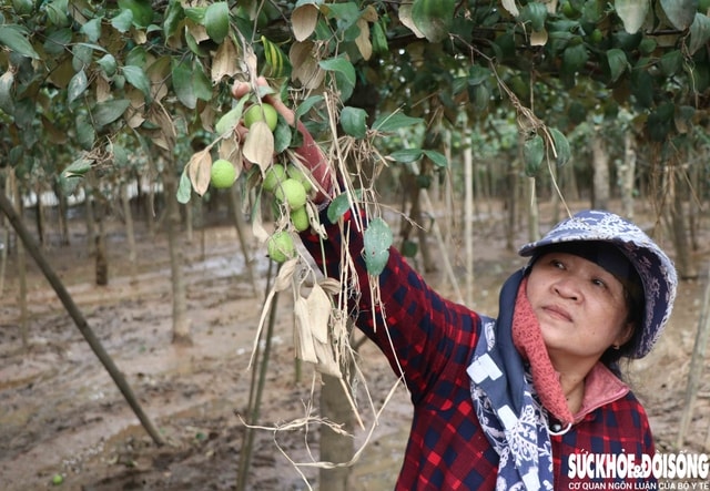 Nông dân Khánh Hòa kiệt quệ khi nho, táo, dê chết hàng loạt sau mưa lũ- Ảnh 5.