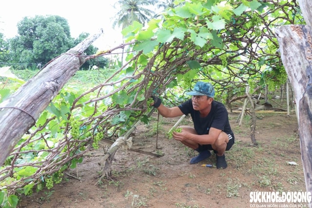Nông dân Khánh Hòa kiệt quệ khi nho, táo, dê chết hàng loạt sau mưa lũ- Ảnh 6.