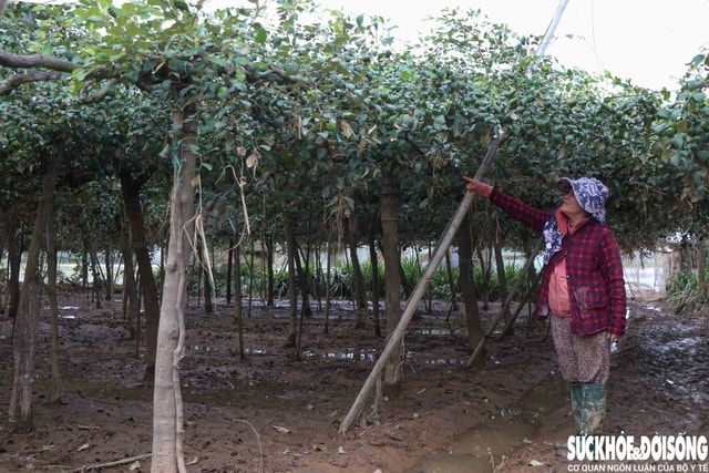 Nông dân Khánh Hòa kiệt quệ khi nho, táo, dê chết hàng loạt sau mưa lũ- Ảnh 3.