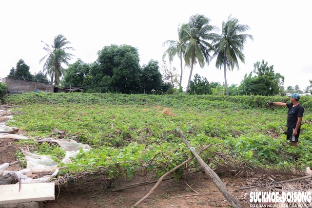 Nông dân Khánh Hòa kiệt quệ khi nho, táo, dê chết hàng loạt sau mưa lũ- Ảnh 1.