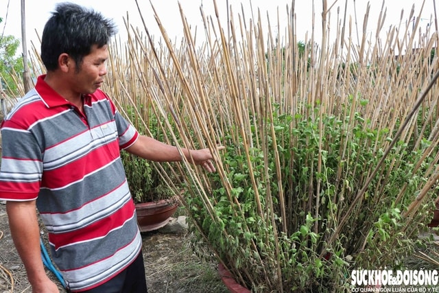 Hàng nghìn chậu hoa ở ‘vựa cúc Tết’ Khánh Hoà bị nước lũ vùi dập- Ảnh 6.