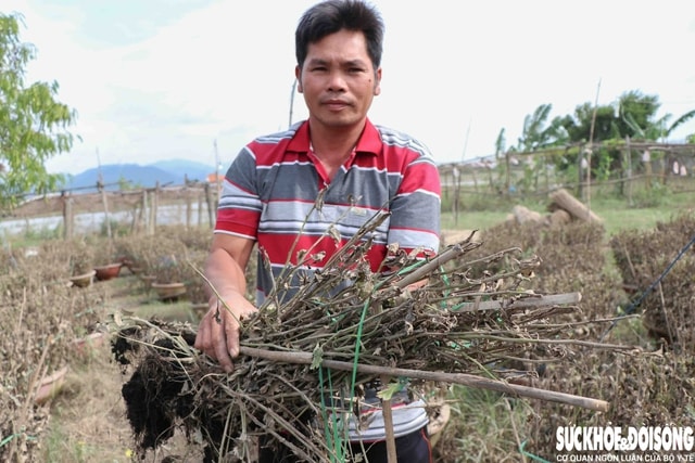 Hàng nghìn chậu hoa ở ‘vựa cúc Tết’ Khánh Hoà bị nước lũ vùi dập- Ảnh 5.