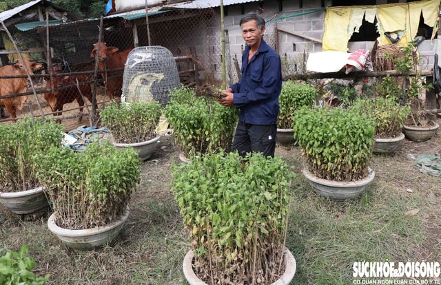 Hàng nghìn chậu hoa ở ‘vựa cúc Tết’ Khánh Hoà bị nước lũ vùi dập- Ảnh 3.