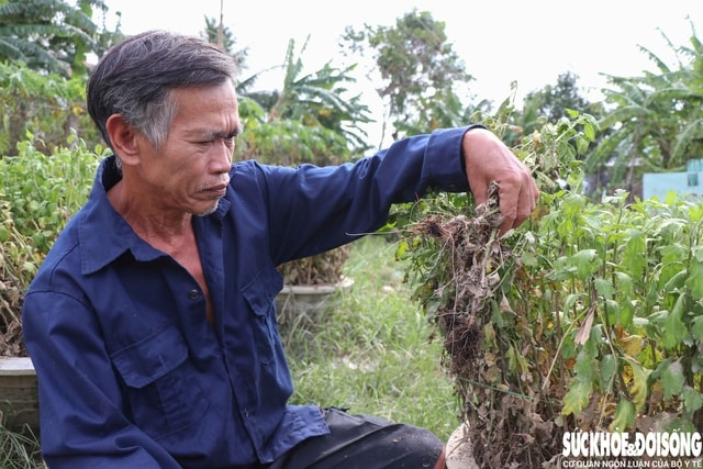 Hàng nghìn chậu hoa ở ‘vựa cúc Tết’ Khánh Hoà bị nước lũ vùi dập- Ảnh 2.