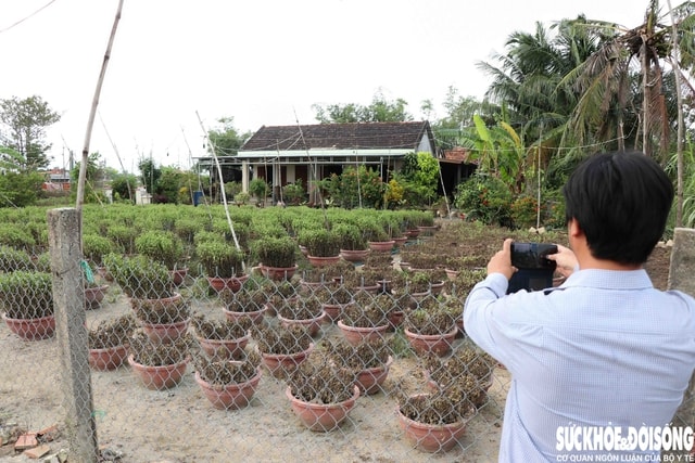 Hàng nghìn chậu hoa ở ‘vựa cúc Tết’ Khánh Hoà bị nước lũ vùi dập- Ảnh 1.