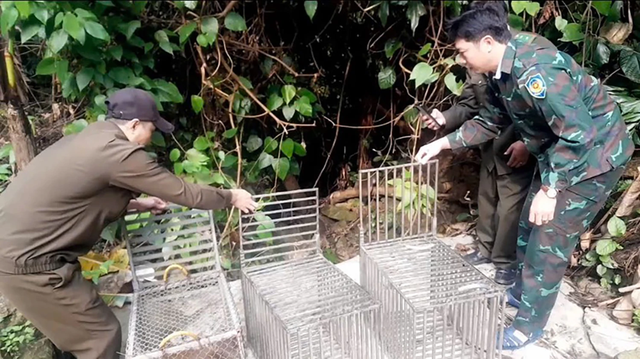 Tái thả nhiều cá thể linh trưởng quý hiếm về tự nhiên- Ảnh 1.