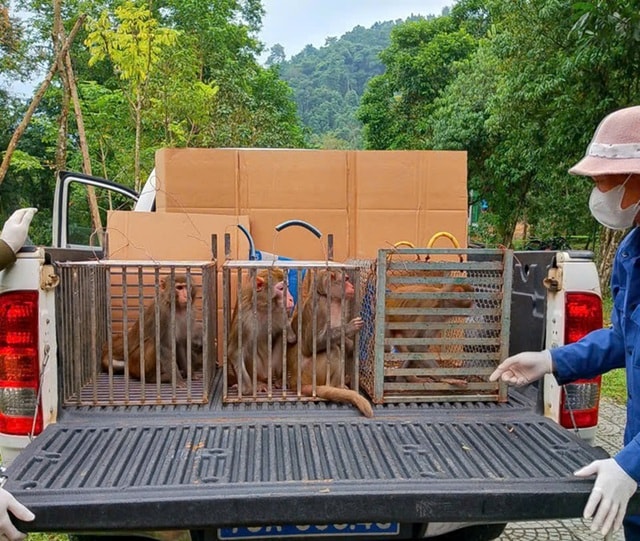 Tái thả nhiều cá thể linh trưởng quý hiếm về tự nhiên- Ảnh 2.