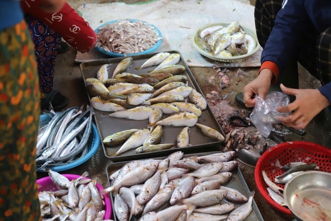 Bất chấp cảnh báo, người dân ven biển vẫn bày bán tràn lan loại cá chứa độc tố cực mạnh- Ảnh 7.