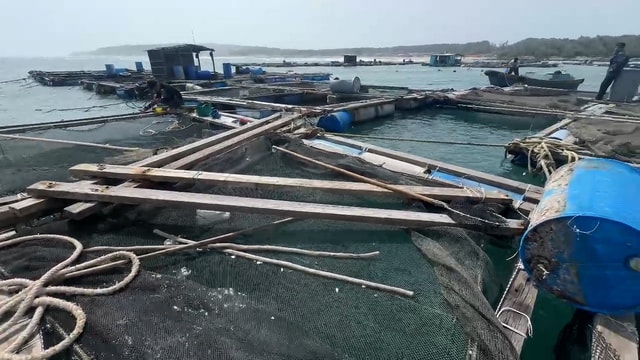 Hàng nghìn con cá nuôi trôi ra biển, ngư dân Phú Quý thiệt hại nhiều tỷ đồng- Ảnh 1. Hàng nghìn con cá nuôi trôi ra biển, ngư dân Phú Quý thiệt hại nhiều tỷ đồng- Ảnh 1.