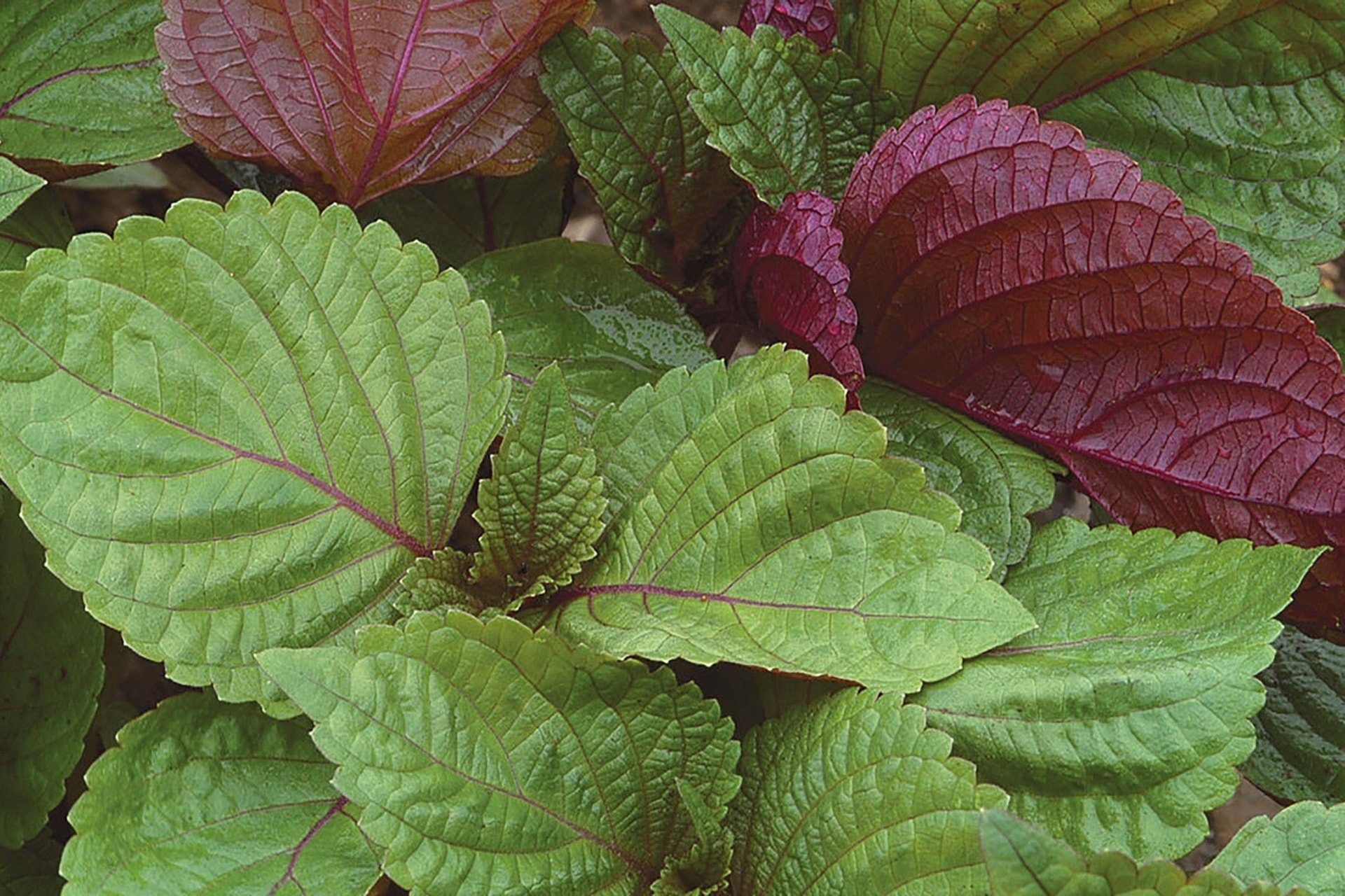 4 dược thiện giúp tăng sức đề kháng trong mùa lạnh- Ảnh 2. 4 dược thiện giúp tăng sức đề kháng trong mùa lạnh- Ảnh 2.