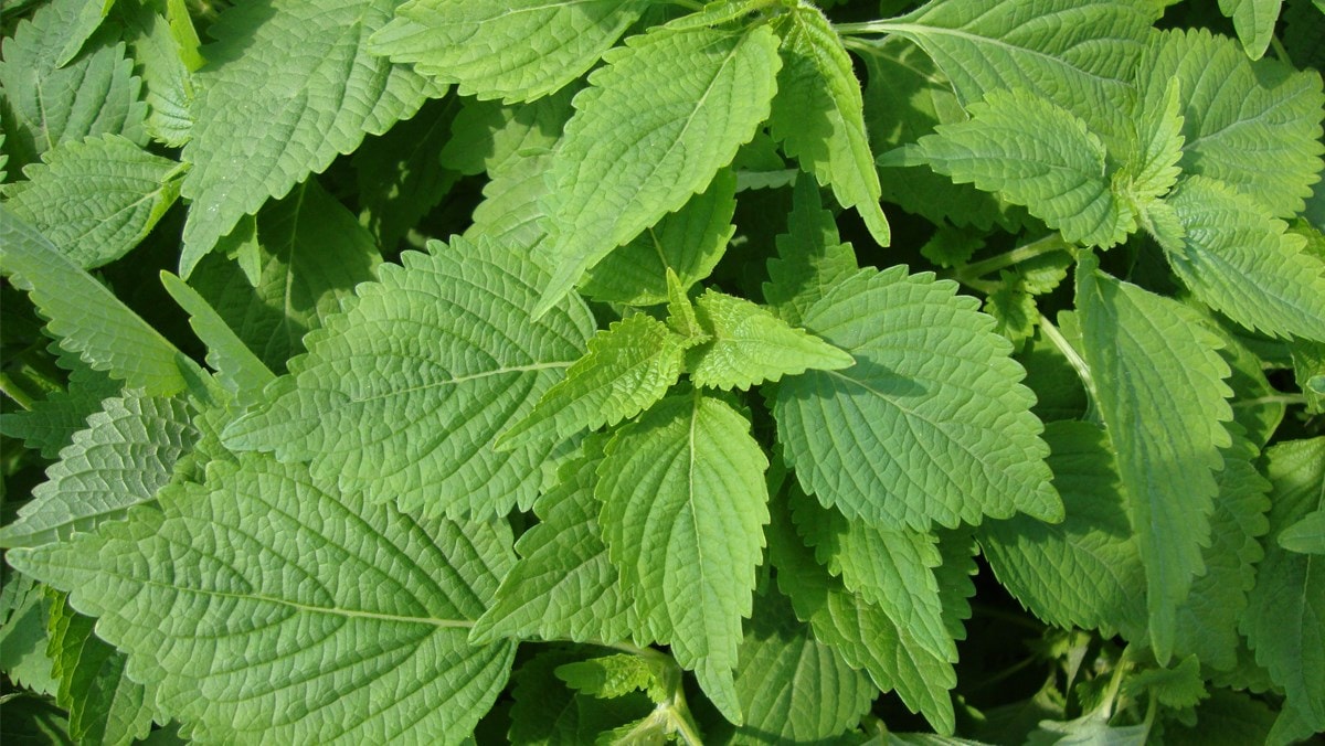 4 dược thiện giúp tăng sức đề kháng trong mùa lạnh- Ảnh 3. 4 dược thiện giúp tăng sức đề kháng trong mùa lạnh- Ảnh 3.