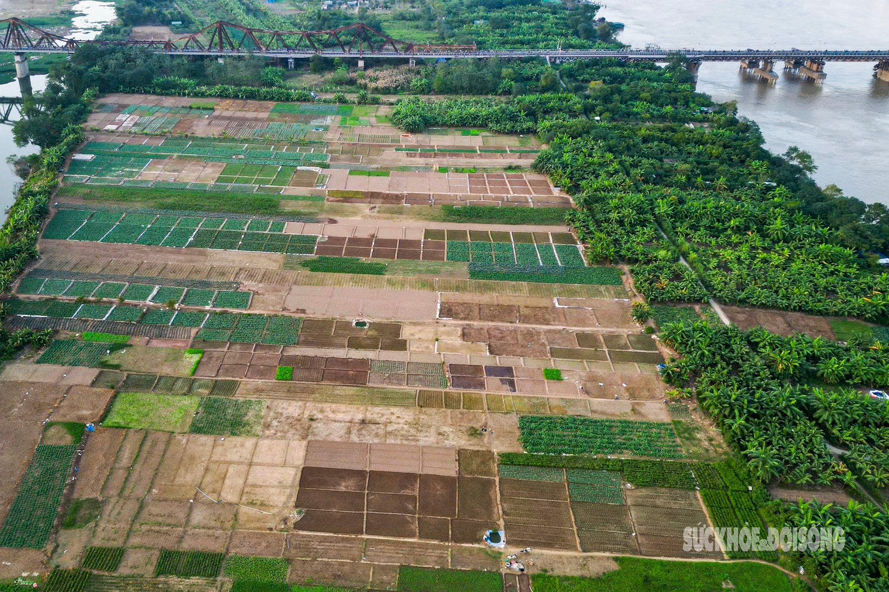 Bãi bồi sông Hồng trước ngày hình thành đại lộ 338.000 tỷ đồng- Ảnh 8. Bãi bồi sông Hồng trước ngày hình thành đại lộ 338.000 tỷ đồng- Ảnh 8.