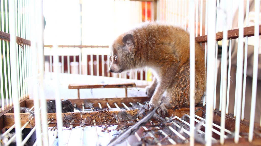 Người dân bắt được cu li quý hiếm khi đi làm đồng- Ảnh 1.