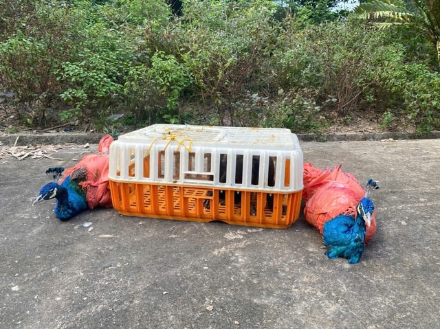 Phát hiện loài công nguy cấp, quý hiếm tại Thác Đồng Quan- Ảnh 2. Phát hiện loài công nguy cấp, quý hiếm tại Thác Đồng Quan- Ảnh 2.