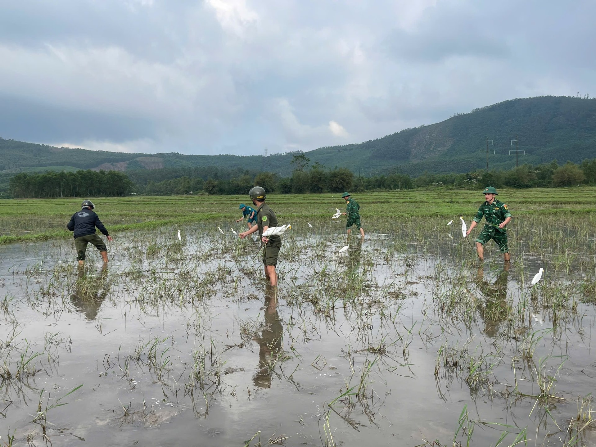 Tiêu hủy hơn 15.000m lưới bẫy chim trời ở Huế- Ảnh 1.