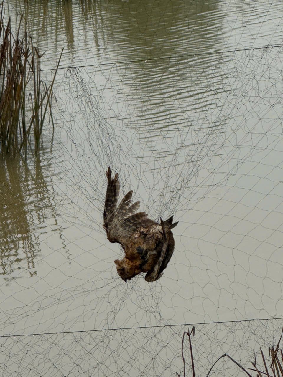 Tiêu hủy hơn 15.000m lưới bẫy chim trời ở Huế- Ảnh 5.