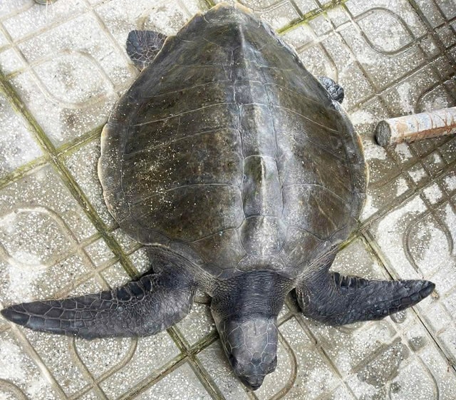 Ngư dân trao trả đồi mồi dứa quý hiếm về với biển- Ảnh 1. Ngư dân trao trả đồi mồi dứa quý hiếm về với biển- Ảnh 1.