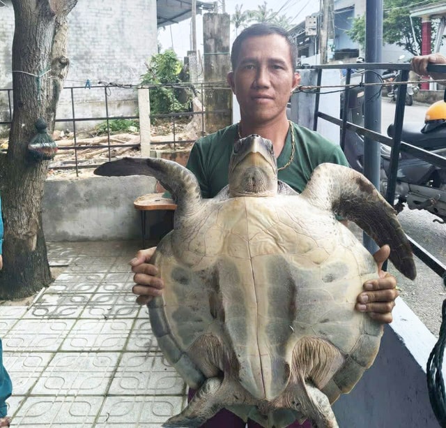 Ngư dân trao trả đồi mồi dứa quý hiếm về với biển- Ảnh 3. Ngư dân trao trả đồi mồi dứa quý hiếm về với biển- Ảnh 3.