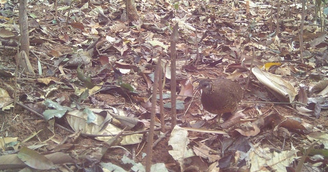 Động vật quý hiếm xuất hiện nhiều ở Chư Mom Ray cho thấy điều gì?- Ảnh 2.