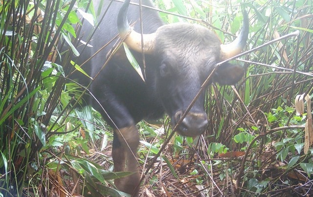 Động vật quý hiếm xuất hiện nhiều ở Chư Mom Ray cho thấy điều gì?- Ảnh 4.