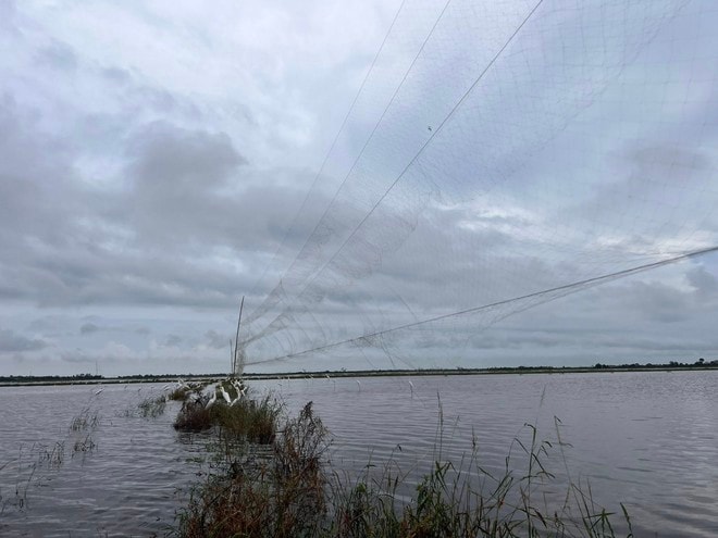Tiêu hủy hơn 15.000m lưới bẫy chim trời ở Huế- Ảnh 3.