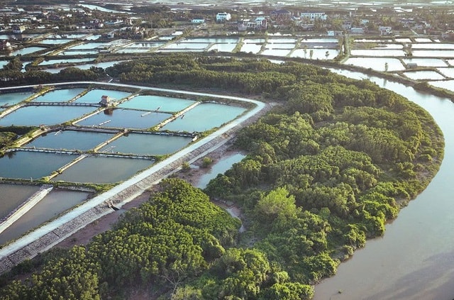 Nghệ An đồng loạt truy quét, chặn đứng nạn tận diệt chim hoang dã- Ảnh 3.