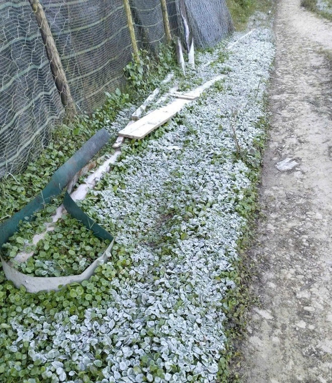 Sương mù phủ trắng quốc lộ, băng giá xuất hiện ở vùng biên Nghệ An- Ảnh 4.