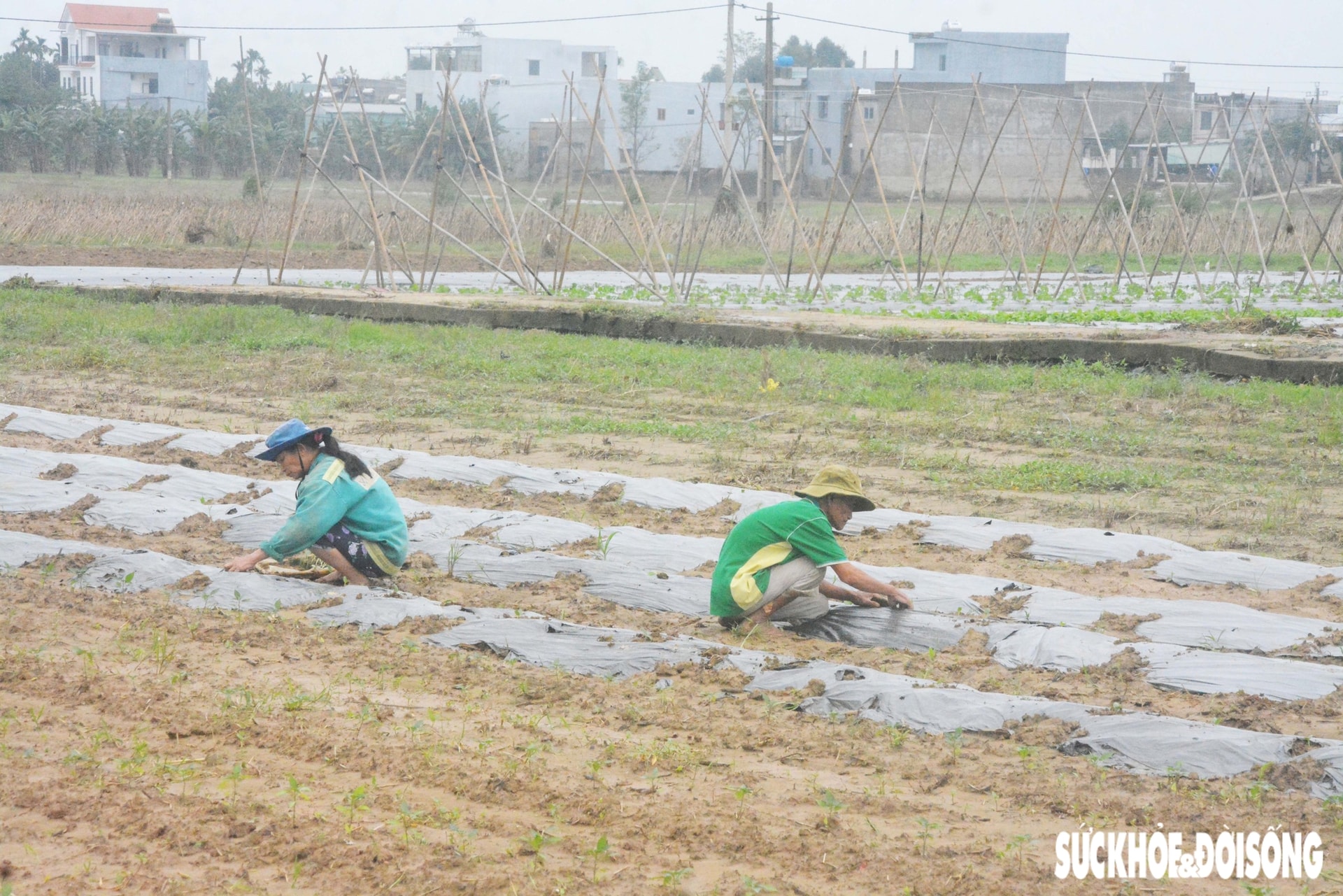 Đánh cược với thời tiết, vùng rau lớn nhất Đà Nẵng hối hả xuống giống vụ Tết- Ảnh 1.