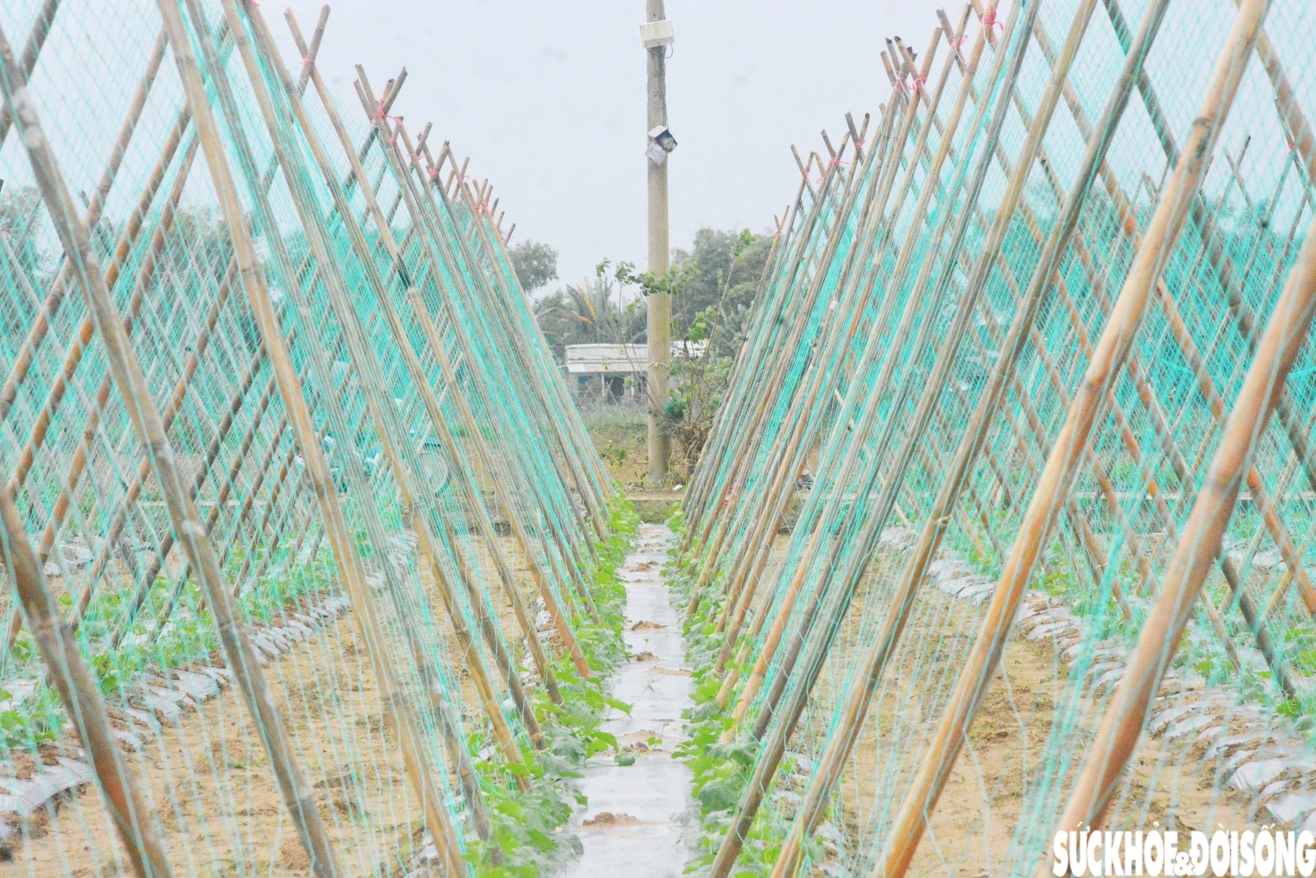 Đánh cược với thời tiết, vùng rau lớn nhất Đà Nẵng hối hả xuống giống vụ Tết- Ảnh 2.