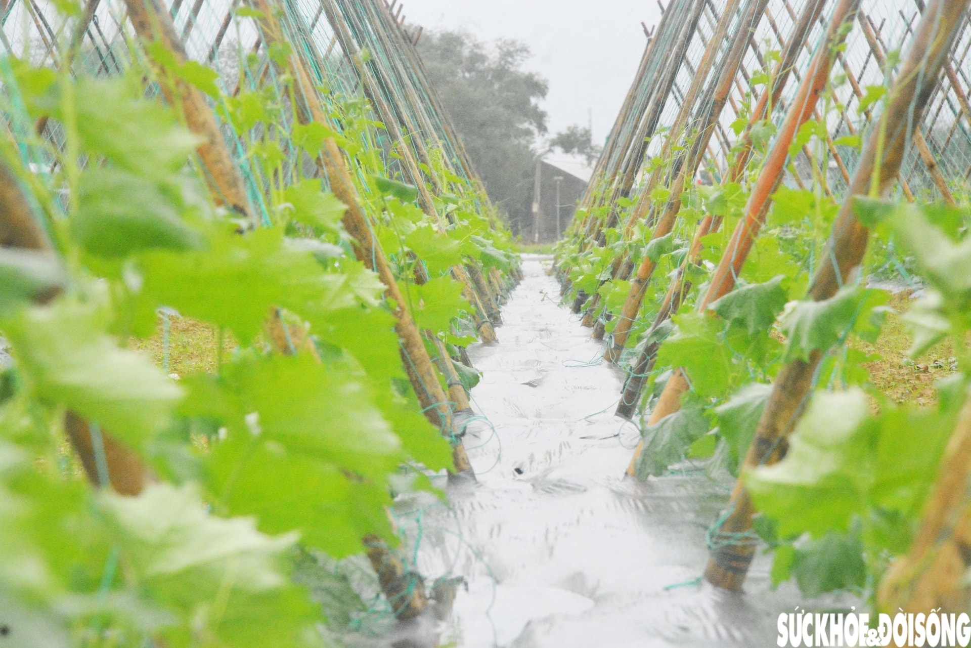 Đánh cược với thời tiết, vùng rau lớn nhất Đà Nẵng hối hả xuống giống vụ Tết- Ảnh 3.