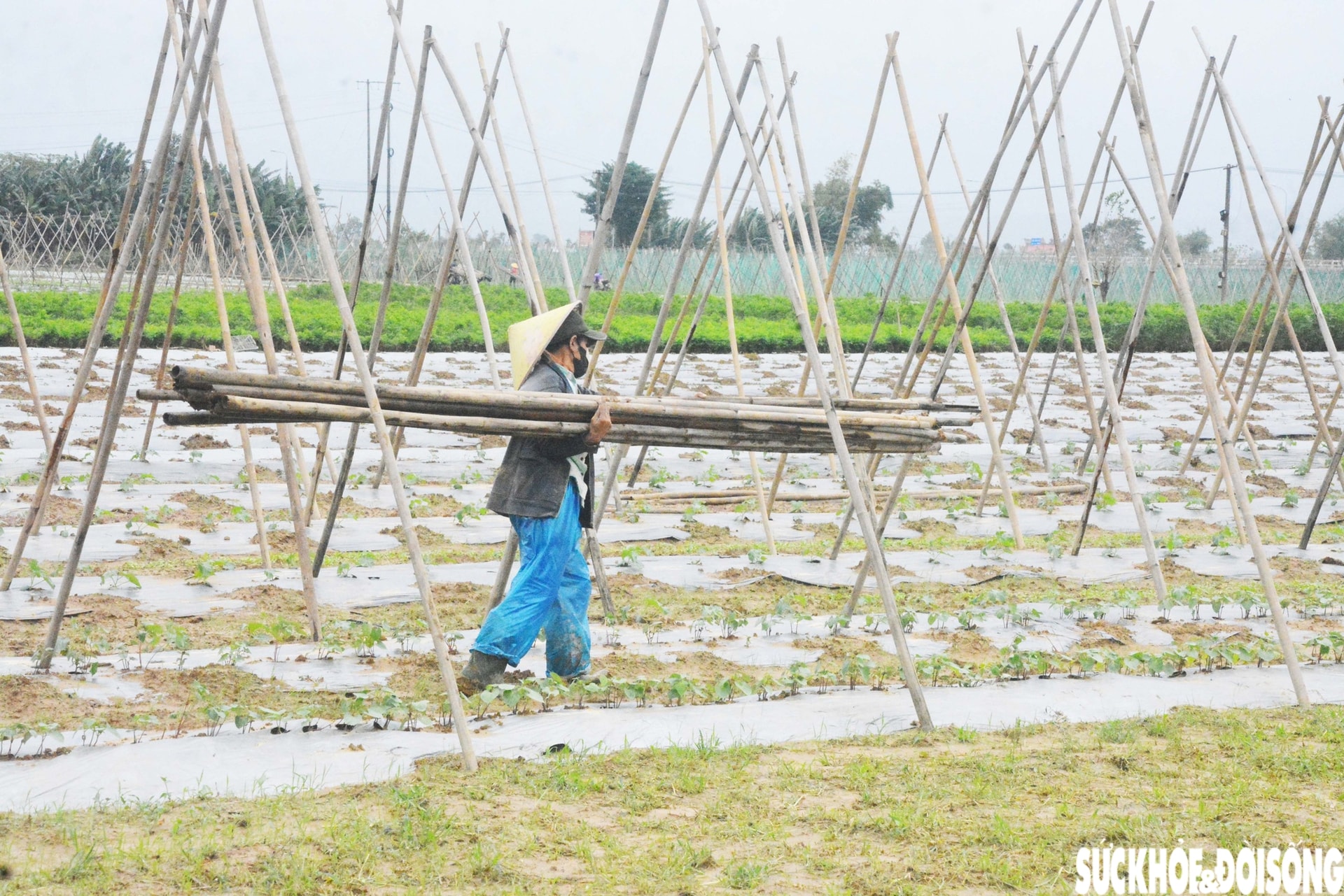Đánh cược với thời tiết, vùng rau lớn nhất Đà Nẵng hối hả xuống giống vụ Tết- Ảnh 8.