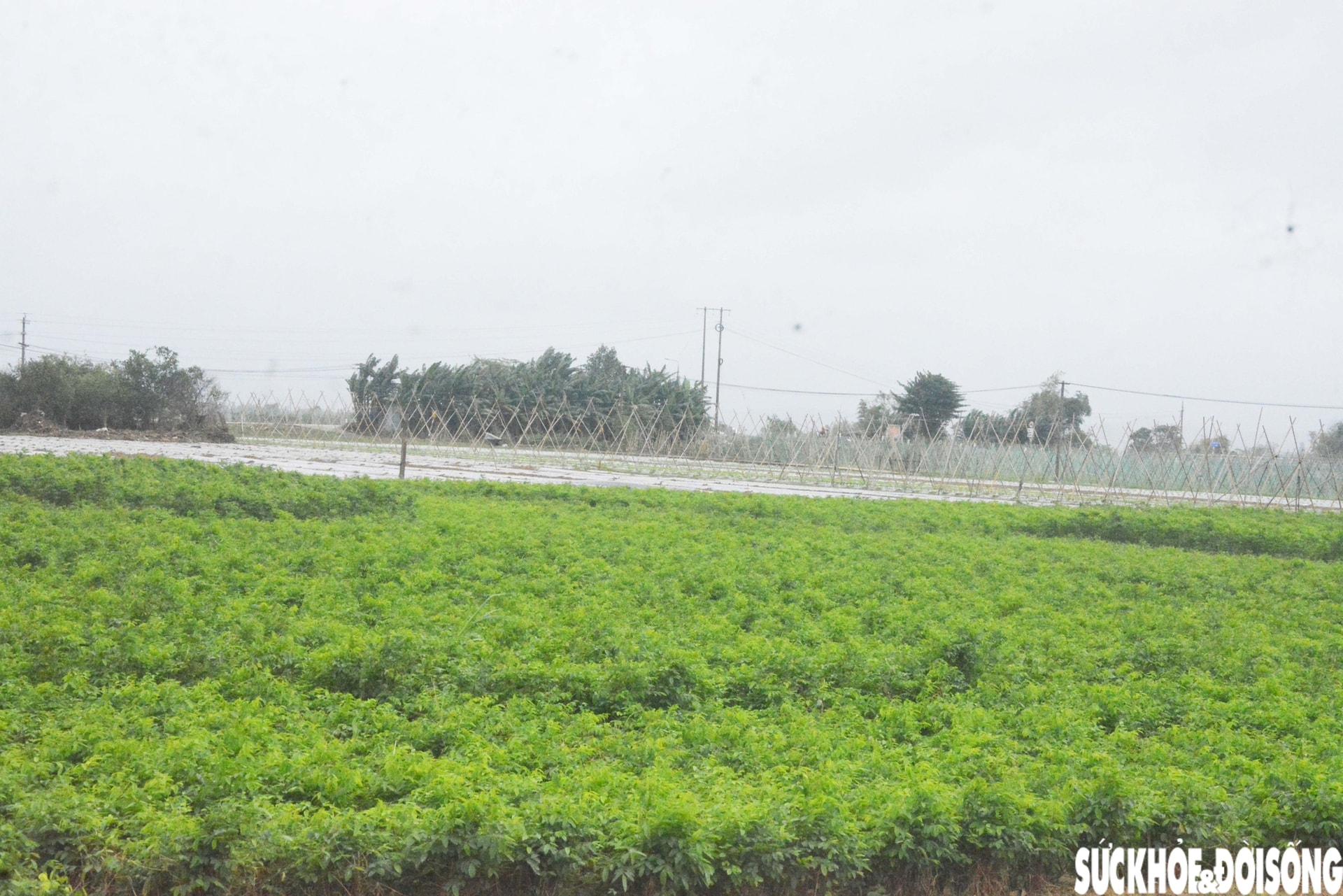 Đánh cược với thời tiết, vùng rau lớn nhất Đà Nẵng hối hả xuống giống vụ Tết- Ảnh 11.